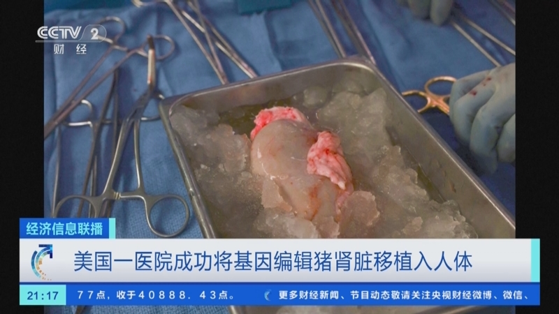 全球首例！中国团队成功将基因编辑猪肝脏移植人体
