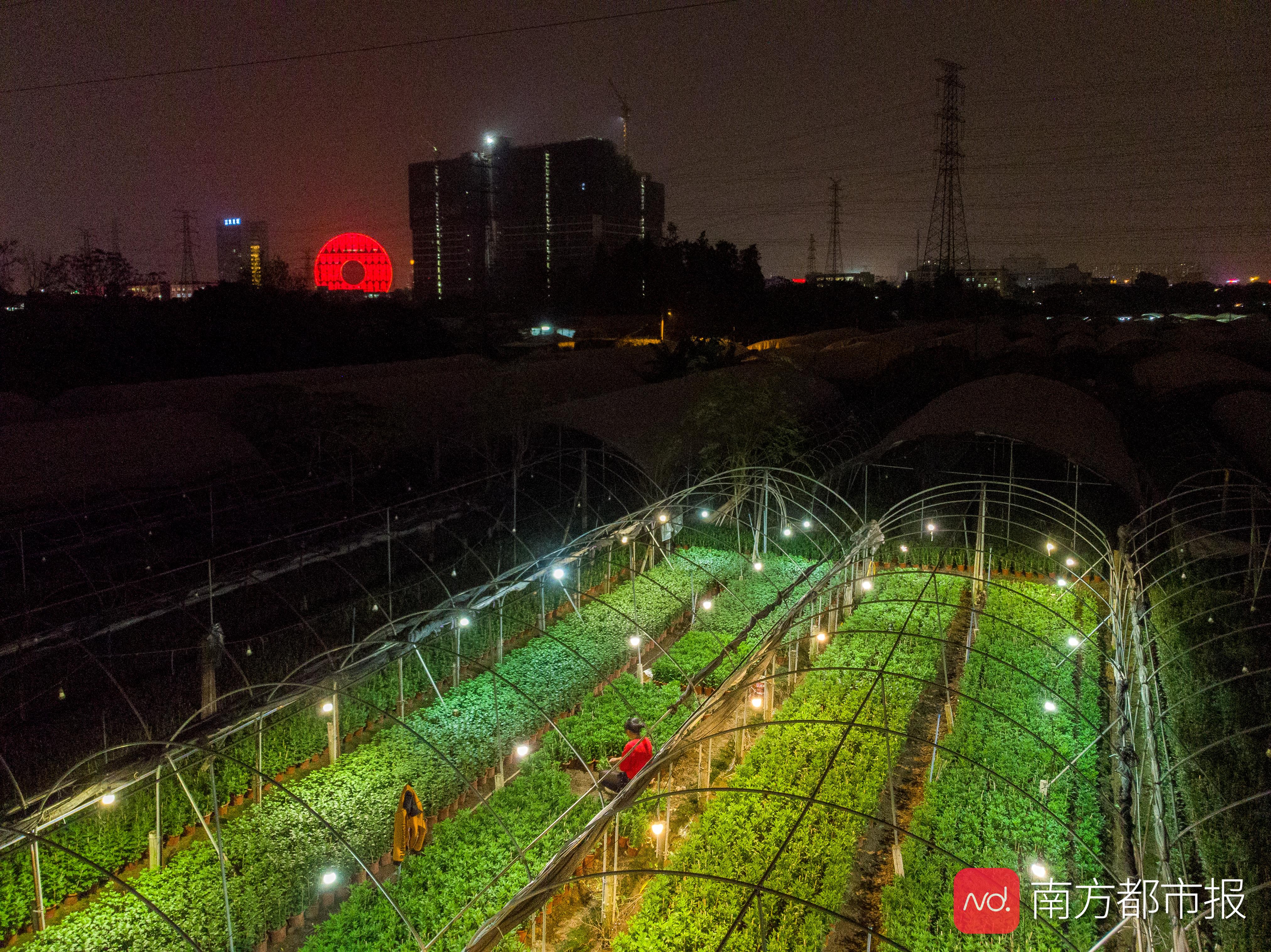 中国经济样本观察·“镇”了不起｜从花田花市到花都，鲜花“绽放”出双百亿“浪漫经济”