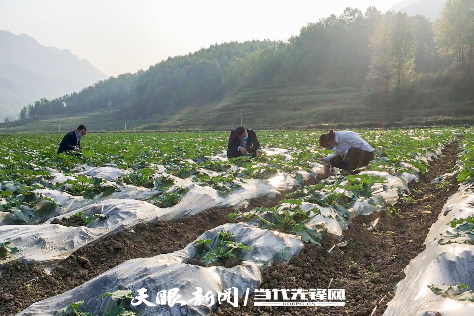 金融服务“三夏”不误农时