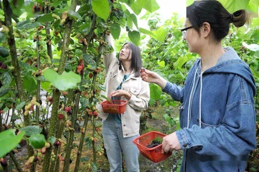 北京大兴安定镇古桑为媒 解锁乡村振兴“紫色密码”