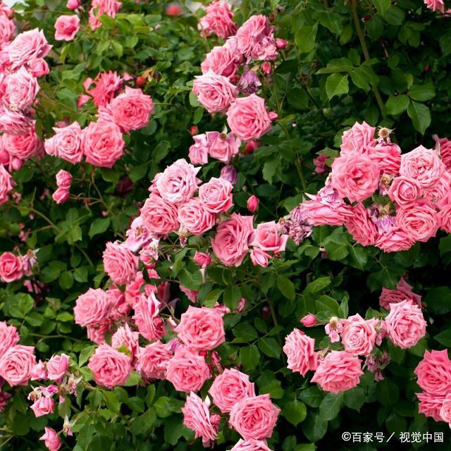 合作之路越走越宽广 友谊之花越开越灿烂——习近平主席重要讲话为中国中亚携手前行擘画蓝图