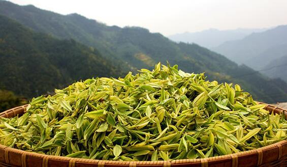 白茶之乡的文旅“蝶变”，全国现存茶叶相关企业超163.5万家