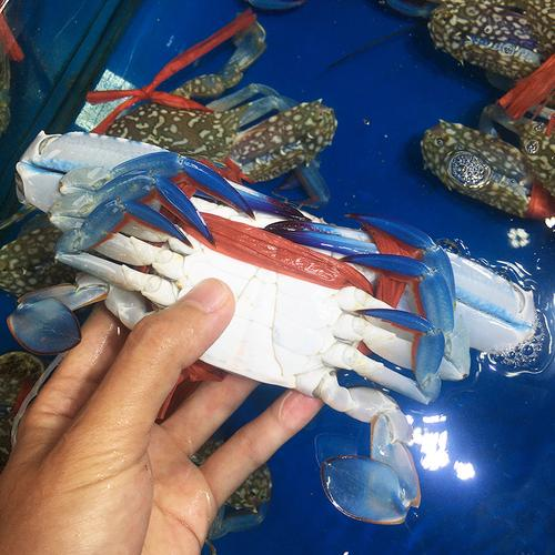 气候原因致大闸蟹“姗姗来迟” 现存蟹相关企业超2.1万家