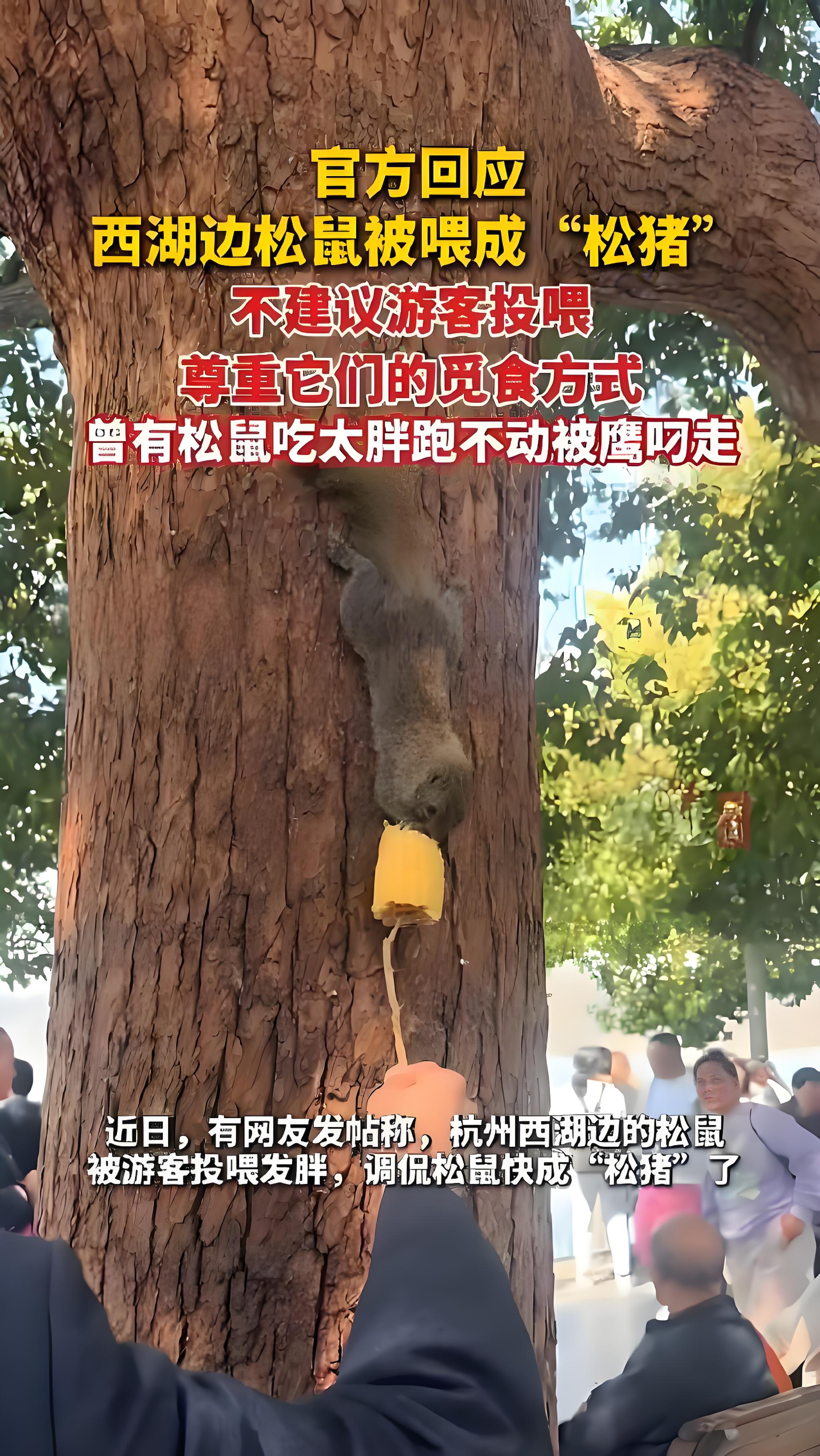 大爷拿文玩核桃逗松鼠被叼走，现存文玩相关企业超2.5万家