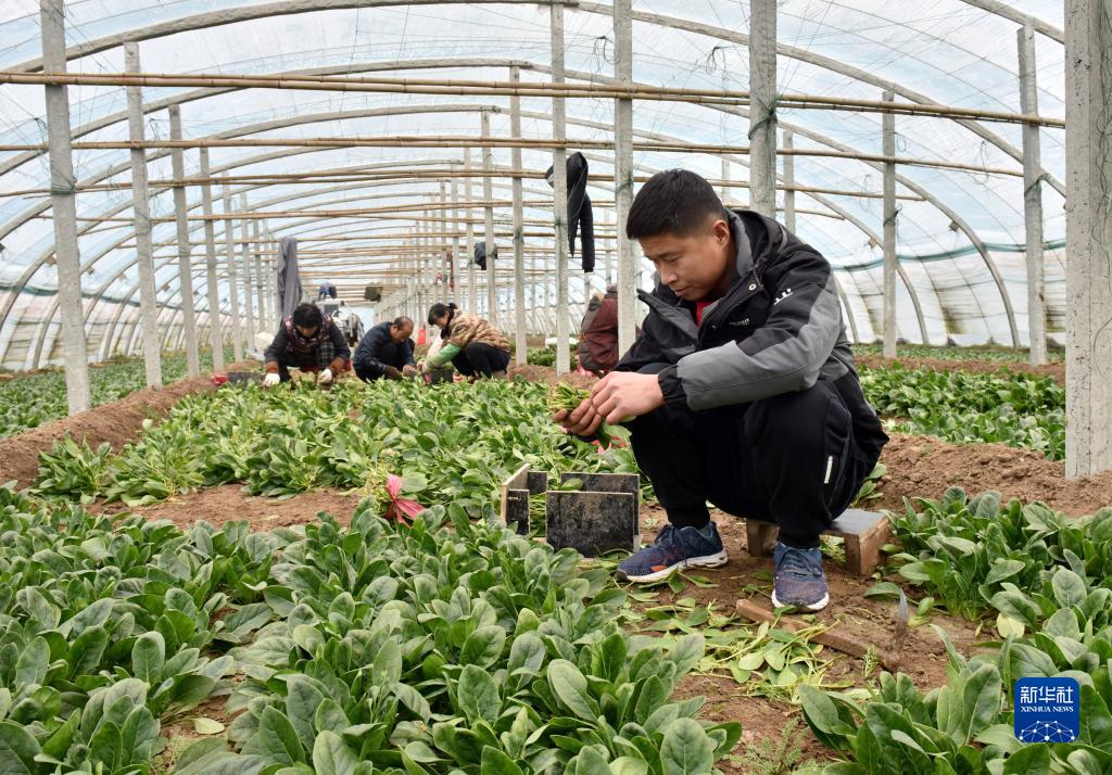 新春走基层丨“农科城”杨凌:农业“新标尺”标注新春新希望