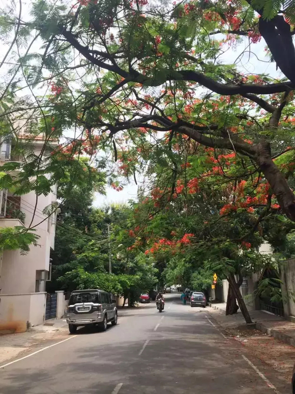 新春走基层·驻外记者回乡手记|春城的花 花城的春