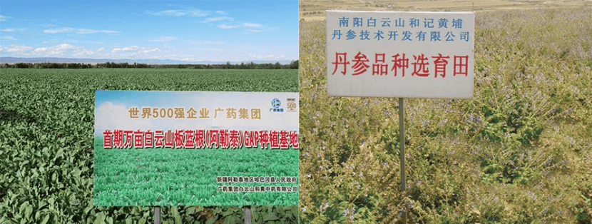 寿仙谷：以标准话语权叩开中医药国际化之门