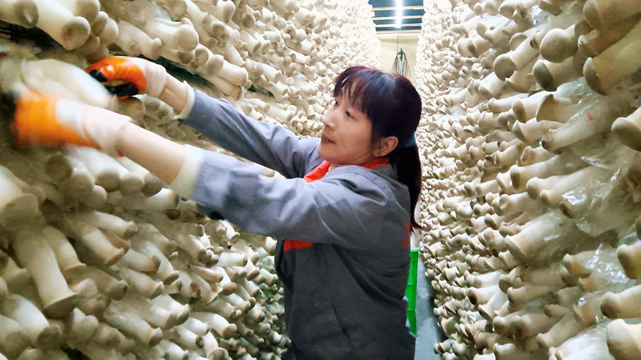 全国人大代表、百斯特投资董事长王强众:发展预制菜产业 赋能乡村振兴