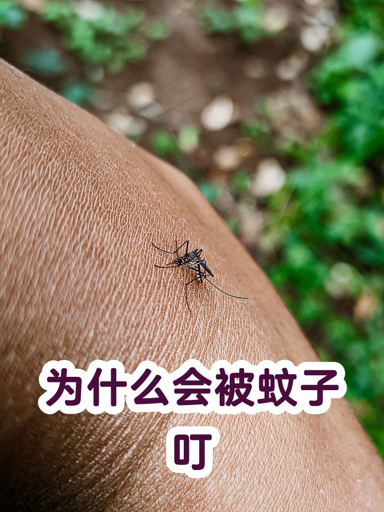 唠“科”话丨为啥蚊子总叮你?“招蚊”跟血型相关?